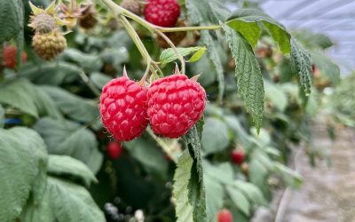 Himbeeren & Erdbeeren Ernte neigt sich dem Ende zu 2024